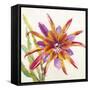 Sheer Beauty VII-Liz Jardine-Framed Stretched Canvas