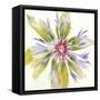 Sheer Beauty VIII-Liz Jardine-Framed Stretched Canvas