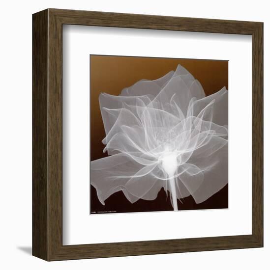 Sheer Delicacy-null-Framed Art Print