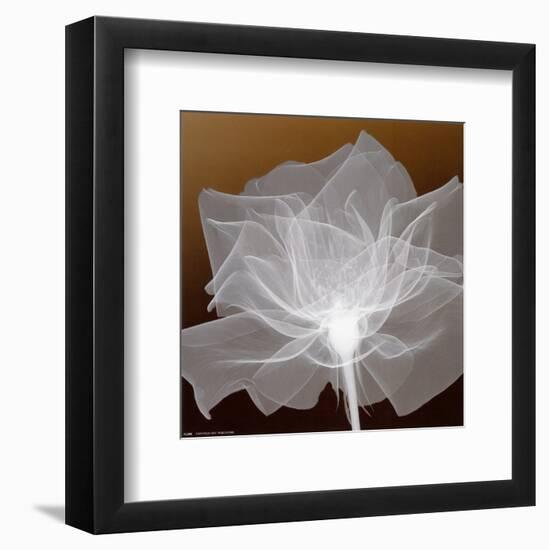 Sheer Delicacy-null-Framed Art Print