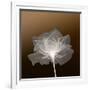 Sheer Delicacy-null-Framed Photographic Print