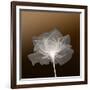 Sheer Delicacy-null-Framed Photographic Print