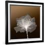 Sheer Delicacy-null-Framed Photographic Print