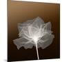 Sheer Delicacy-null-Mounted Photographic Print