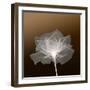 Sheer Delicacy-null-Framed Photographic Print