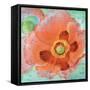 Sheer Poppy Love 1-Elle Summers-Framed Stretched Canvas