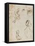 Sheet of Studies [Recto] by Leonardo Da Vinci-Leonardo Da Vinci-Framed Stretched Canvas