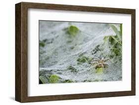 Sheet Spiders with Webs, Los Angeles, California-Rob Sheppard-Framed Photographic Print