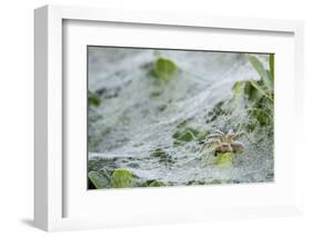 Sheet Spiders with Webs, Los Angeles, California-Rob Sheppard-Framed Photographic Print