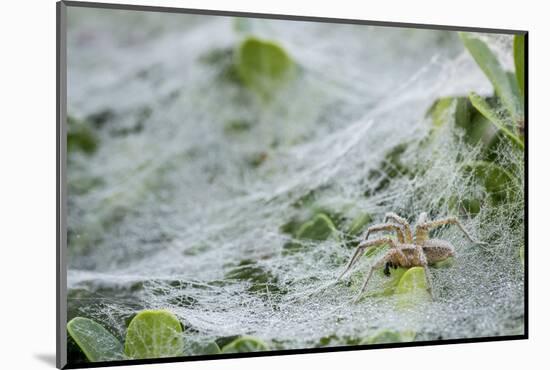 Sheet Spiders with Webs, Los Angeles, California-Rob Sheppard-Mounted Photographic Print