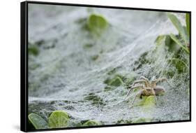Sheet Spiders with Webs, Los Angeles, California-Rob Sheppard-Framed Stretched Canvas