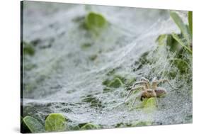 Sheet Spiders with Webs, Los Angeles, California-Rob Sheppard-Stretched Canvas