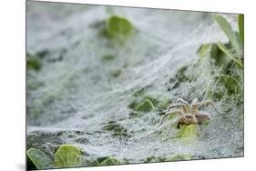 Sheet Spiders with Webs, Los Angeles, California-Rob Sheppard-Mounted Premium Photographic Print