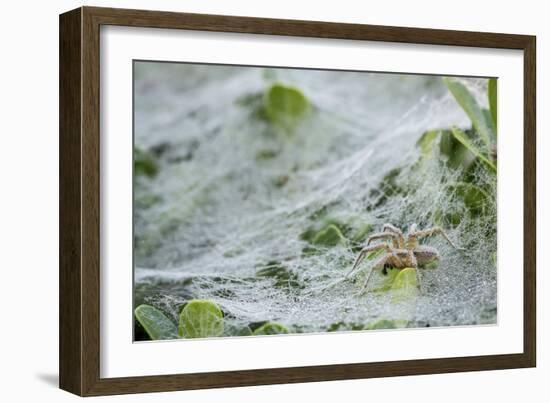 Sheet Spiders with Webs, Los Angeles, California-Rob Sheppard-Framed Photographic Print