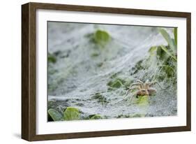 Sheet Spiders with Webs, Los Angeles, California-Rob Sheppard-Framed Photographic Print