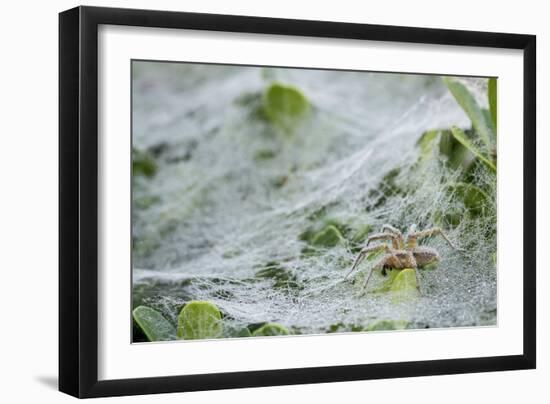 Sheet Spiders with Webs, Los Angeles, California-Rob Sheppard-Framed Photographic Print