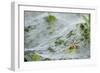 Sheet Spiders with Webs, Los Angeles, California-Rob Sheppard-Framed Photographic Print