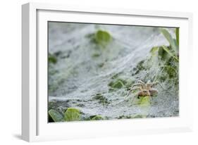 Sheet Spiders with Webs, Los Angeles, California-Rob Sheppard-Framed Photographic Print