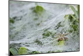 Sheet Spiders with Webs, Los Angeles, California-Rob Sheppard-Mounted Photographic Print