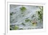 Sheet Spiders with Webs, Los Angeles, California-Rob Sheppard-Framed Photographic Print