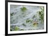 Sheet Spiders with Webs, Los Angeles, California-Rob Sheppard-Framed Photographic Print