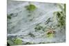 Sheet Spiders with Webs, Los Angeles, California-Rob Sheppard-Mounted Photographic Print