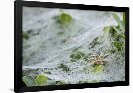 Sheet Spiders with Webs, Los Angeles, California-Rob Sheppard-Framed Photographic Print