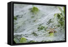 Sheet Spiders with Webs, Los Angeles, California-Rob Sheppard-Framed Stretched Canvas