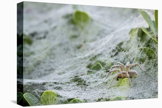 Sheet Spiders with Webs, Los Angeles, California-Rob Sheppard-Stretched Canvas