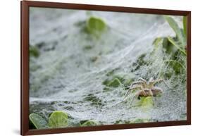 Sheet Spiders with Webs, Los Angeles, California-Rob Sheppard-Framed Photographic Print