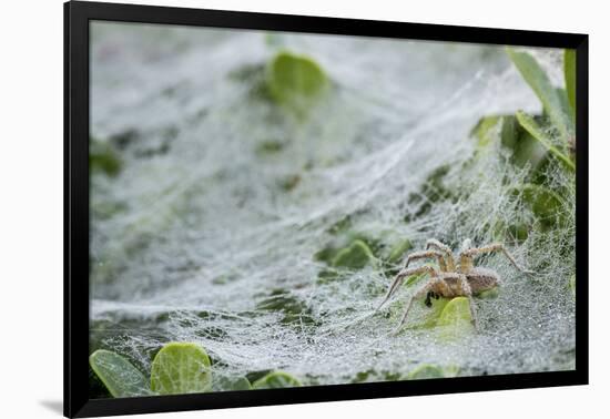 Sheet Spiders with Webs, Los Angeles, California-Rob Sheppard-Framed Photographic Print