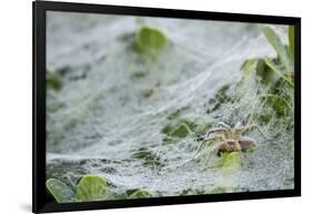 Sheet Spiders with Webs, Los Angeles, California-Rob Sheppard-Framed Photographic Print