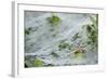 Sheet Spiders with Webs, Los Angeles, California-Rob Sheppard-Framed Photographic Print