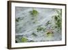 Sheet Spiders with Webs, Los Angeles, California-Rob Sheppard-Framed Photographic Print