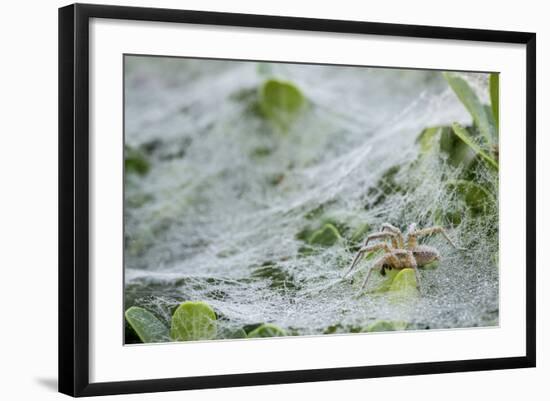 Sheet Spiders with Webs, Los Angeles, California-Rob Sheppard-Framed Photographic Print