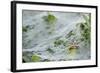 Sheet Spiders with Webs, Los Angeles, California-Rob Sheppard-Framed Photographic Print