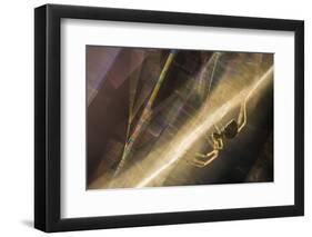 Sheetweb Weaving Spider (Linyphiidae) in Web at Sunset-Alex Hyde-Framed Premium Photographic Print