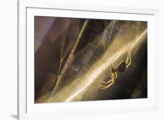 Sheetweb Weaving Spider (Linyphiidae) in Web at Sunset-Alex Hyde-Framed Photographic Print