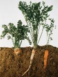 Celeriac, Parsley, Carrot (In Soil, Root and Leaves Visible)-Sheffer Visual Photos-Photographic Print