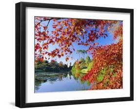 Sheffield Park Garden, the Middle Lake Framed by Scarlet Acer Leaves, Autumn, East Sussex, England-Ruth Tomlinson-Framed Photographic Print