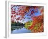 Sheffield Park Garden, the Middle Lake Framed by Scarlet Acer Leaves, Autumn, East Sussex, England-Ruth Tomlinson-Framed Photographic Print