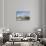 Sheikh Zayed Grand Mosque, Abu Dhabi, United Arab Emirates, Middle East-Fraser Hall-Stretched Canvas displayed on a wall