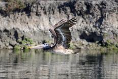 An adult brown pelican flying with wings up in Elkhorn Slough, California.-Sheila Haddad-Photographic Print
