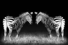 Black and White Mirrored Zebras-Sheila Haddad-Photographic Print