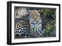 Chelsea Black