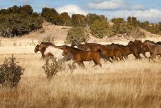 Herd of Horses Running on Dry Grassland and Brush-Sheila Haddad-Photographic Print