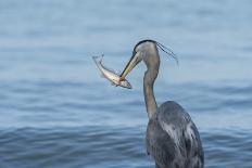 Morning Fish Catch by Great Blue Heron, with Water Splashes-Sheila Haddad-Photographic Print