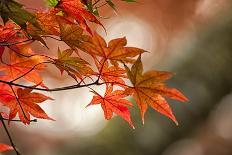 Red Japanese Maple Leaves in Fall-Sheila Haddad-Photographic Print