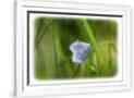 Gramercy White