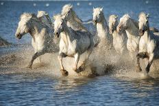 White Horses of Camargue Running in the Mediterranean Water at Sunrise-Sheila Haddad-Photographic Print